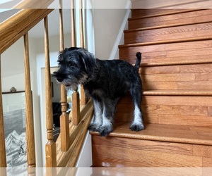 Schnauzer (Standard) Puppy for sale in LAUREL, MD, USA