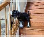 Small Schnauzer (Standard)