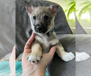 Swedish Vallhund Puppy for sale in COLORADO SPRINGS, CO, USA