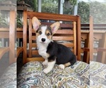 Beckham - Male Pembroke Welsh Corgi Puppy for Sale - Photo #2