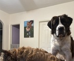Small Photo #3 Saint Bernard Puppy For Sale in SLAYTON, MN, USA