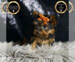 Small #1 Yorkshire Terrier