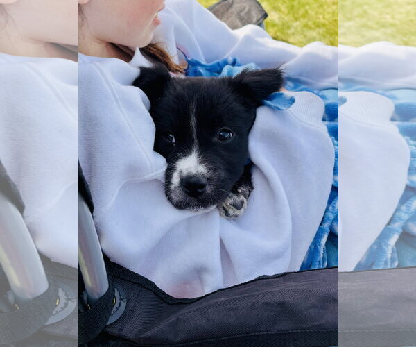 Medium Photo #10 Borador Puppy For Sale in Sandy, UT, USA