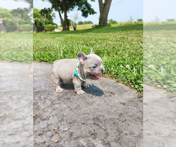 Medium Photo #5 French Bulldog Puppy For Sale in GRANDVIEW, MO, USA