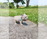 Small Photo #5 French Bulldog Puppy For Sale in GRANDVIEW, MO, USA