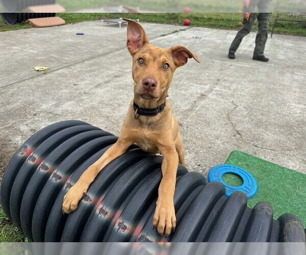 Medium Photo #1 German Shepherd Dog-Unknown Mix Puppy For Sale in McKinleyville, CA, USA