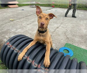 German Shepherd Dog-Unknown Mix Dogs for adoption in McKinleyville, CA, USA