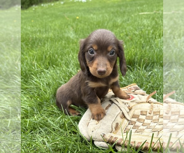 Medium Photo #4 Dachshund Puppy For Sale in MIDDLEBURY, IN, USA
