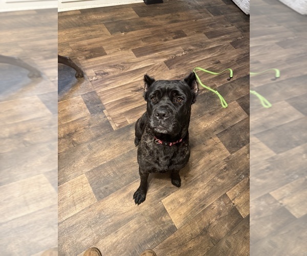 Medium Photo #1 Cane Corso Puppy For Sale in DOTHAN, AL, USA