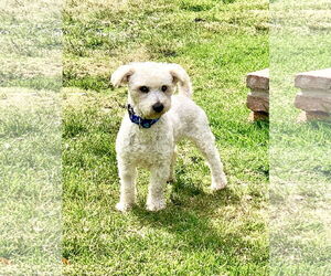 Maltipoo Dogs for adoption in Santa Clarita, CA, USA