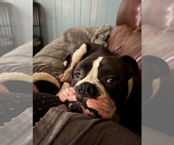 Medium Photo #3 Boxer Puppy For Sale in Burnsville, MN, USA