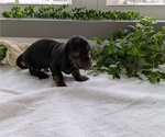 Small #4 Dachshund