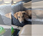 Small #2 Labrador Retriever Mix