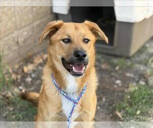 German Shepherd Dog-Unknown Mix Dogs for adoption in Tulsa, OK, USA