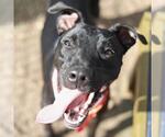 Small American Staffordshire Terrier Mix