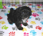 Small Photo #10 Poovanese Puppy For Sale in ORO VALLEY, AZ, USA