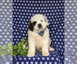 Small Photo #3 Saint Bernard Puppy For Sale in QUARRYVILLE, PA, USA