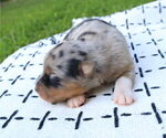 Small #6 Miniature Australian Shepherd