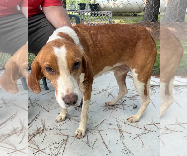 Medium Photo #2 Mutt Puppy For Sale in Oakhurst, NJ, USA