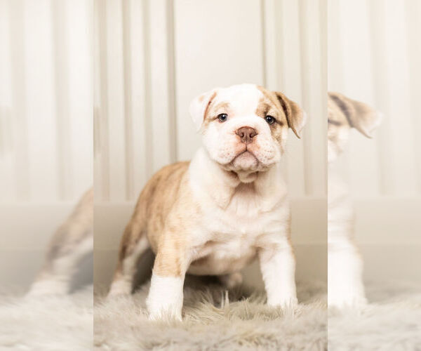 Medium Photo #3 Bulldog Puppy For Sale in WARSAW, IN, USA