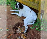 Small #3 Boglen Terrier