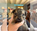 Small Dachshund Mix