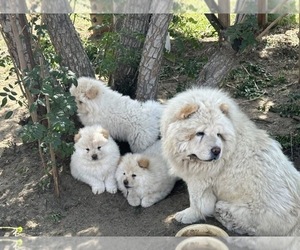 Chow Chow Puppy for sale in FONTANA, CA, USA
