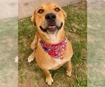 Small American Pit Bull Terrier-Labrador Retriever Mix