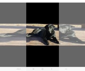 Father of the Labrador Retriever puppies born on 05/22/2025