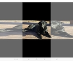 Small Photo #1 Labrador Retriever Puppy For Sale in LONE ROCK, WI, USA
