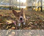 Small #8 Pembroke Welsh Corgi