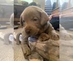 Small Photo #17 Labrador Retriever Puppy For Sale in OUTLOOK, WA, USA