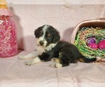 Small Photo #10 Bernedoodle-Poodle (Toy) Mix Puppy For Sale in BLACK FOREST, CO, USA