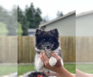 Pomeranian Puppy for sale in VANCOUVER, WA, USA