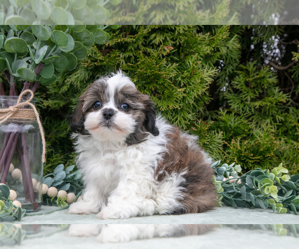 Medium Photo #3 Zuchon Puppy For Sale in SHILOH, OH, USA