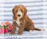 Small #5 Goldendoodle (Miniature)