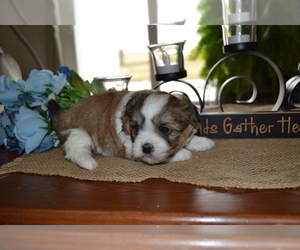Mal-Shi Puppy for Sale in GREENWOOD, Wisconsin USA