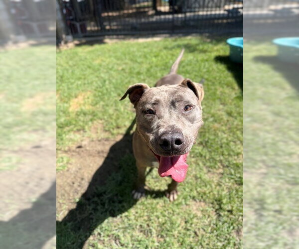 Medium Photo #1 Mutt Puppy For Sale in Riverside, CA, USA