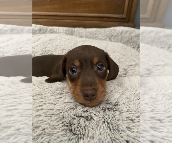 Medium Photo #1 Dachshund Puppy For Sale in STONY CREEK, VA, USA