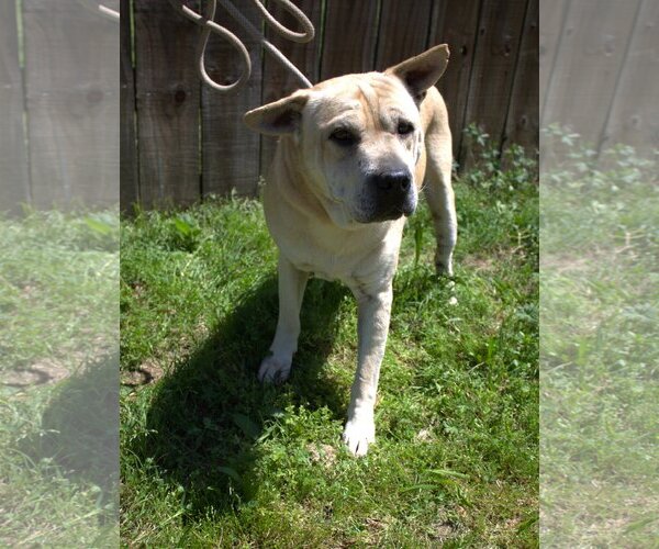 Medium Photo #3 Chinese Shar-Pei-Unknown Mix Puppy For Sale in Jackson, MS, USA