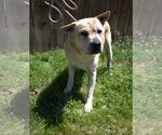 Small #2 Chinese Shar-Pei Mix