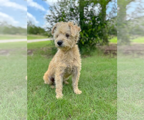 Medium Photo #4 Poodle (Miniature)-Unknown Mix Puppy For Sale in PIPE CREEK, TX, USA