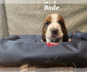 Medium Basset Hound