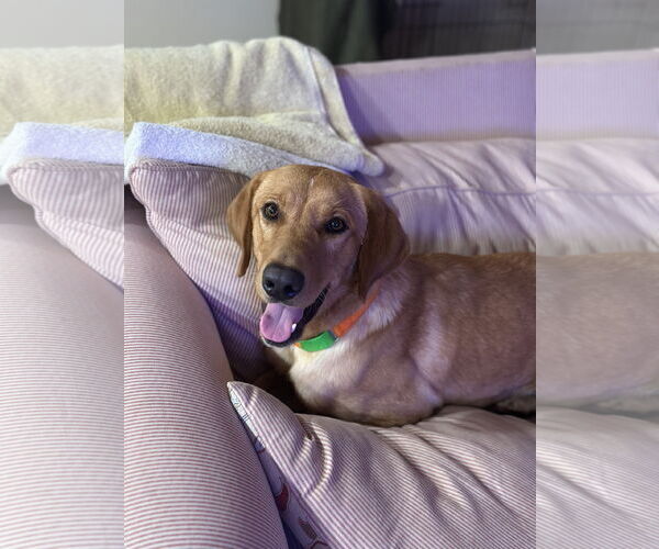 Medium Photo #1 Labrador Retriever-Unknown Mix Puppy For Sale in Oakhurst, NJ, USA