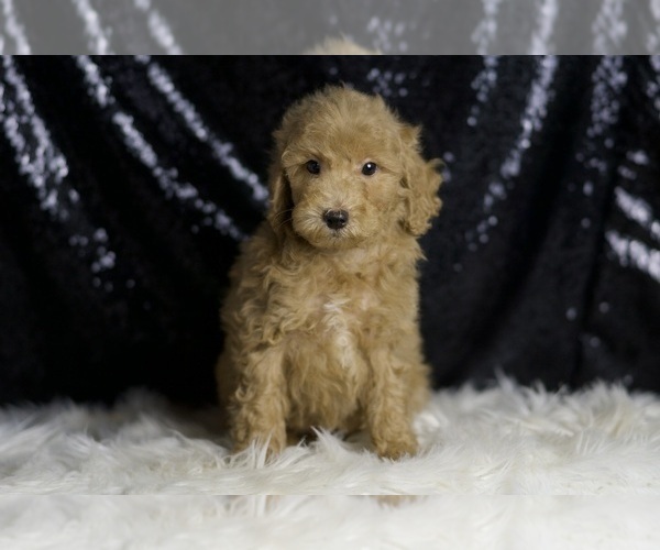 Medium Photo #1 Goldendoodle (Miniature) Puppy For Sale in WARSAW, IN, USA