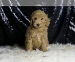 Puppy Marvel Goldendoodle (Miniature)