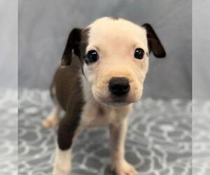 American Staffordshire Terrier-Unknown Mix Dogs for adoption in Lakewood, CO, USA