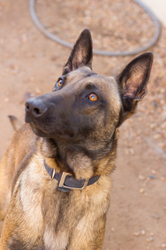 Medium Photo #1 Belgian Malinois Puppy For Sale in IMPERIAL BEACH, CA, USA