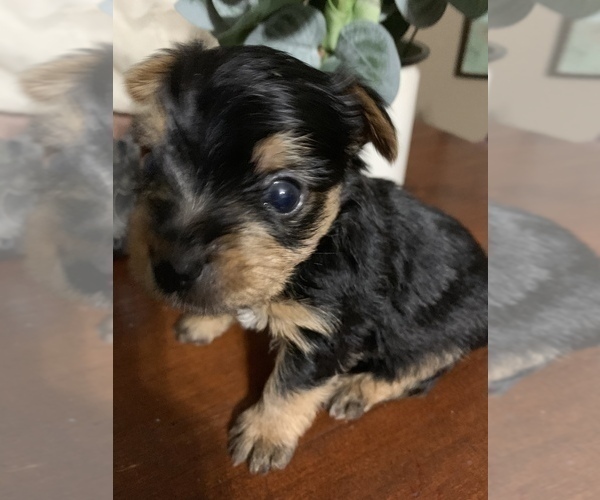 Medium Photo #2 Yorkshire Terrier Puppy For Sale in JOHNSTON CITY, IL, USA