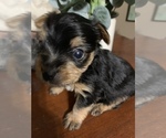 Small Photo #2 Yorkshire Terrier Puppy For Sale in JOHNSTON CITY, IL, USA